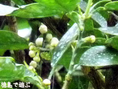 すだちの古木 蕾