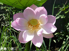 ����Į ��󥳥� ϡ�β� 2011