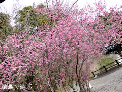 ƻ�α� ����Τ ����ԥɥ��Ĵ� ���� ���� 2014