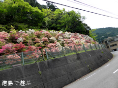 徳島県勝浦郡上勝町福原 落合千本つつじ園 2014