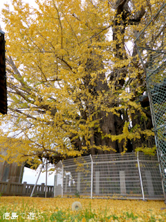 ���縩�������Į ���ݿ��ҤΥ����祦 2014