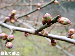 美郷 重楽寺 梅