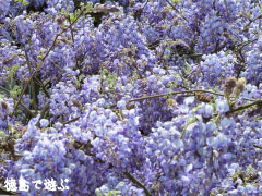 神光寺 のぼり藤 2010