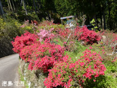 上分花の隠里 ツツジ 2012