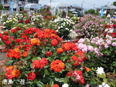 徳島県板野郡藍住町 春のバラ祭り 2015
