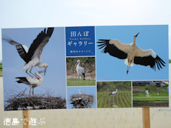 徳島県鳴門市大麻町 鳴門のコウノトリ 田んぼキャラリー 2015