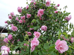 バラ園 藍翠苑 2010