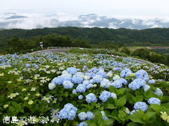 大川原高原 雲海 紫陽花 あじさい 2011