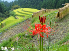 樫原の棚田 2013年9月