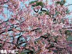 武家屋敷 原田家住宅 蜂須賀桜