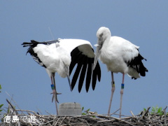 徳島県鳴門市大麻町 コウノトリ 電柱 巣 2015年9月7日