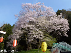吉良のエドヒガン桜 2012