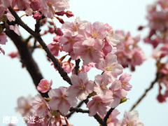 徳島県鳴門市大麻町 大麻椿園 河津桜 カワヅザクラ 2016