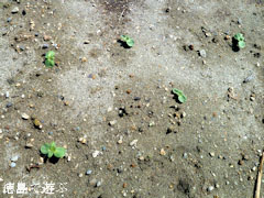 向日葵 ひまわり 6月12日