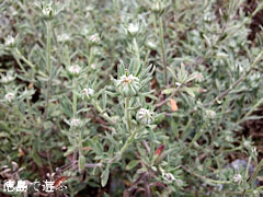 �ʥ�����Υ���