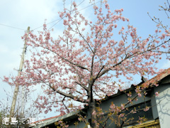 徳島県鳴門市大麻町 大麻椿園 河津桜 カワヅザクラ 2016