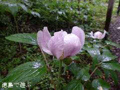 ³Ù¿Í¤Î¿¹ ¥Ù¥Ë¥Ð¥Ê¥ä¥Þ¥·¥ã¥¯¥ä¥¯ 2011