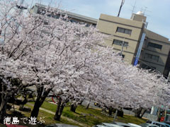 鳴門市役所 さくら 桜 2012