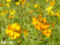 上喜来のコスモス 2010