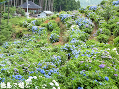 久藪あじさいの里 紫陽花 アジサイ