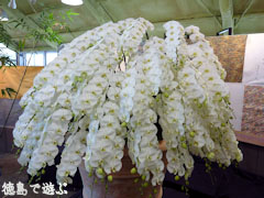 ����ߤĴ� ����ʥ����祦���