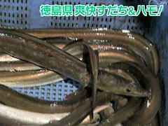 満点☆青空レストラン 徳島県 すだち&ハモ