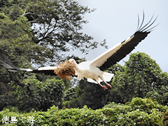 徳島県鳴門市大麻町 コウノトリ 電柱 巣 2015年10月5日