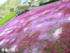 徳島県美馬市脇町 広棚の芝桜 2015
