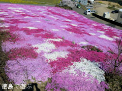広棚の芝桜 2011