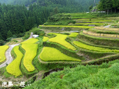 樫原の棚田 2013年9月