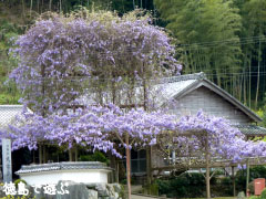 神光寺 のぼり藤 2010
