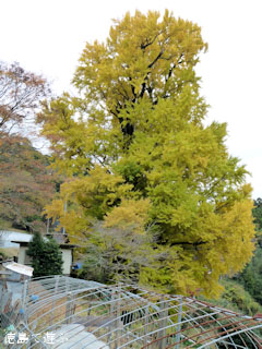 大久保のイチョウ 2010