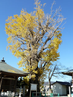 光福寺のイチョウ 2010