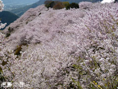 ����Ӥκ� Ȭɴ�߿�Ƿ���¤κ� 2011
