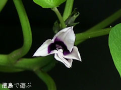 鳴門金時 なると金時 開花 2012