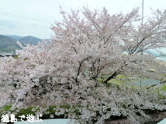 ��ߤ褷ĮΩ���̱¯������ ��