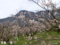 観梅苑 梅の花 2013