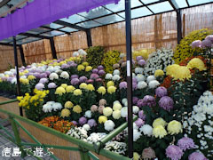 鴨島 菊人形 菊花展 2011