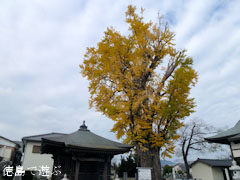 光福寺のイチョウ 2011