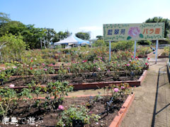 バラ園 藍翠苑 秋のバラ祭り 2011