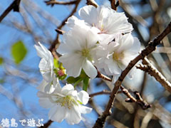上勝町 十月桜 2009