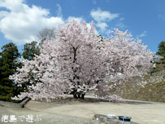 �ųڻ� �� 2011