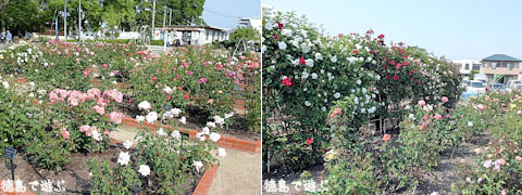 バラ園 藍翠苑