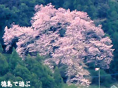 吉良のエドヒガン桜