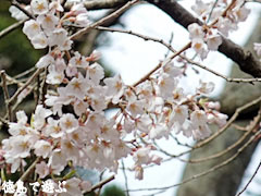 天日神社のエドヒガン