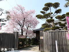 徳島県徳島市かちどき橋 原田家住宅 蜂須賀桜 2015