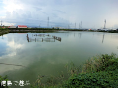 中池のオニバス 2011
