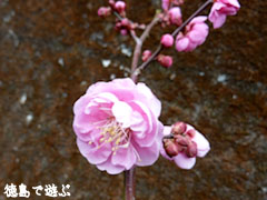 美郷 重楽寺 梅