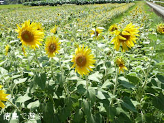 北島チューリップ公園 向日葵 ひまわり 2010