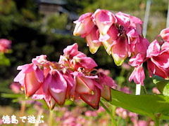 赤蕎麦の花 赤そばの花